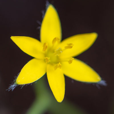  Hypoxis sp.