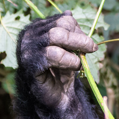 Mountain Gorilla, Gorilla beringei beringei, a hand