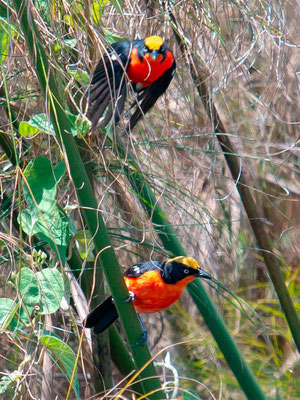 Gonolek des papyrus, Laniarius mufumbiri. Marais de Mporogoma, sud est du pays, en retournant à Entebbe