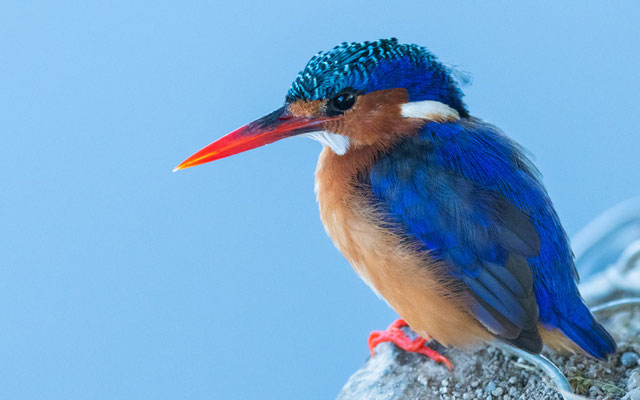 Martin-pêcheur huppé, Alcedo cristata