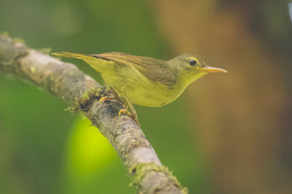  Souimanga de Fraser, Deleornis fraseri