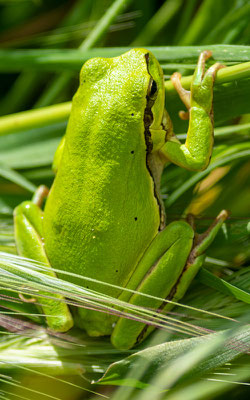 Rainette de Savigny, Hyla savignyi 