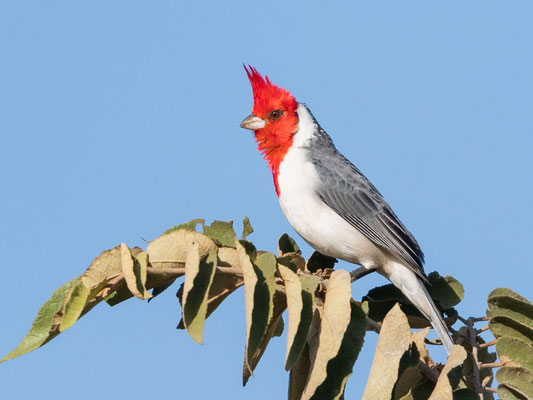  Paroare huppé, Paroaria coronata 