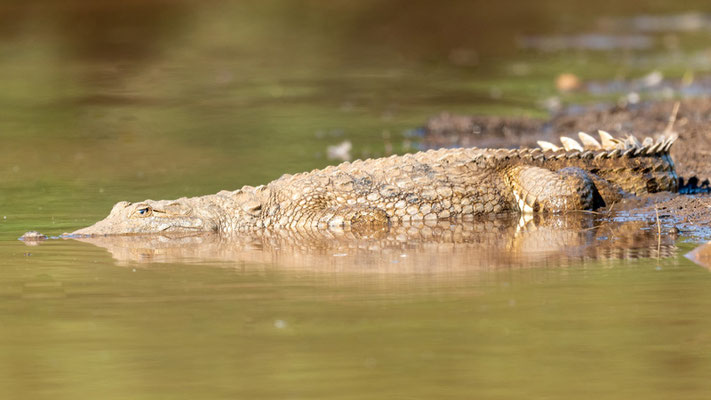  Crocodile du Nil, Crocodylus niloticus