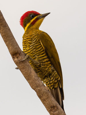  Pic vert-doré, Piculus chrysochloros