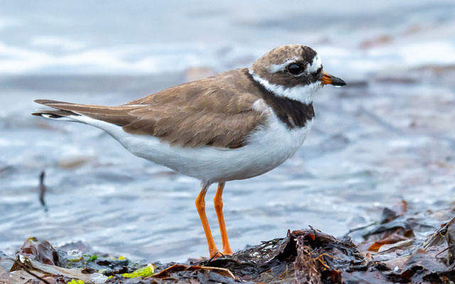 Grand gravelot, Charadrius hiaticula