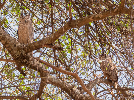 Couple de Grand-duc du Sahel, Bubo cinerascens. Autour de l'ancien Simbo Lodge
