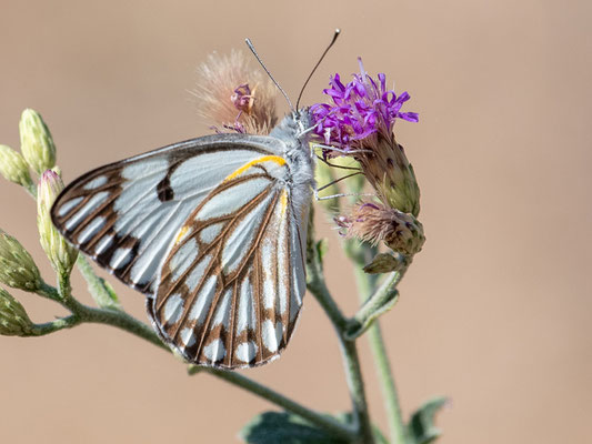 Belenois aurota