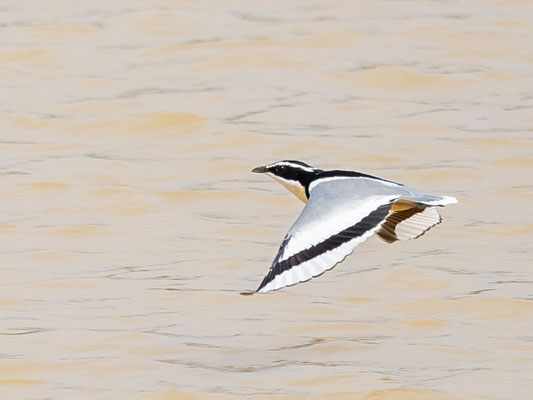 Pluvian fluviatile,  Pluvianus aegyptius. Observé sur la White Volta River vers le village de Daboya