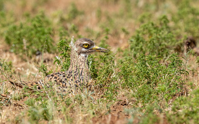 Oedicnème tachard, Burhinus capensis