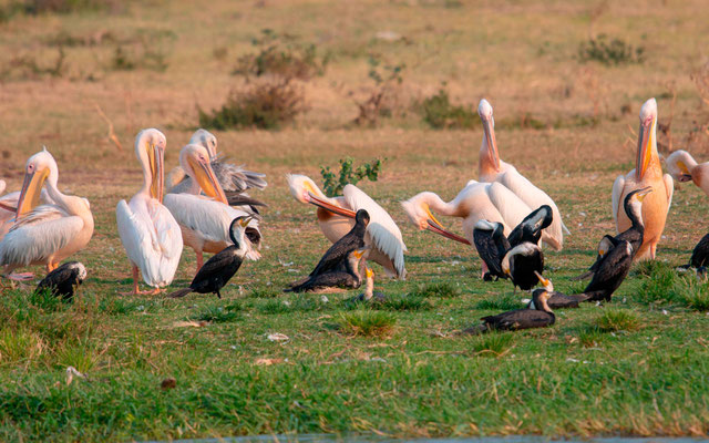 Pelecanus onocrotalus, Grand Cormoran, Phalacrocorax carbo