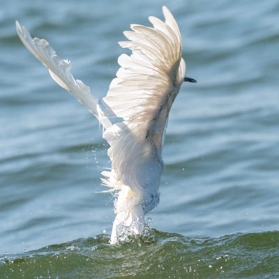 Aigrette garzette, Egretta garzetta