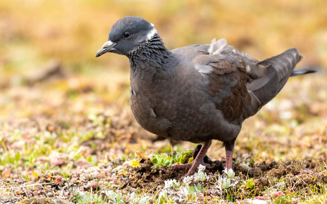 Pigeon à collier blanc, Columba albitorques. ENDÉMIQUE