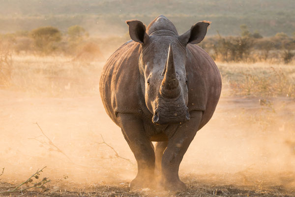 2016 Namibia - Waterberg, Wiedersehen hautnah mit alten Bekannten