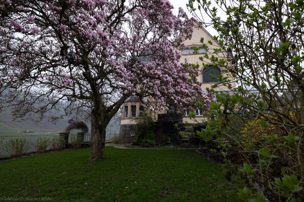 Hier, unter der Magnolie, empfängt Sie Celia in ihrem formidablem Rieslingcafé mit selbstgebackenen himmlischen Torten, ausgezeichneten Rieslingweinen  und herzhaften Leckereien. Geöffnet Do. - So. ab Christi Himmelfahrt. www.Weingut-Kerpen.de 