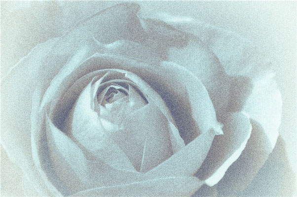 Rosenblüte monochrom