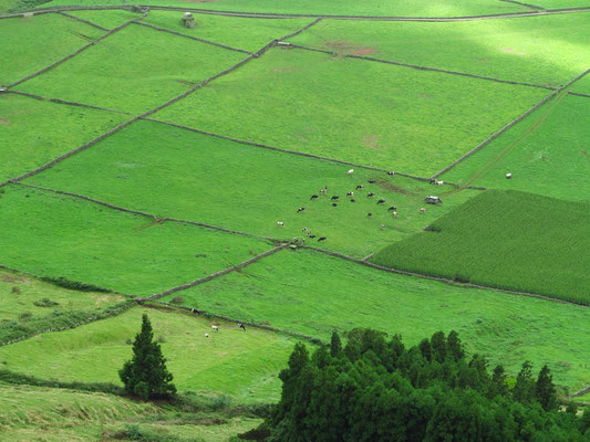 Das Inselinnere von Terceira ist die Heimat von 50 000 Rindern