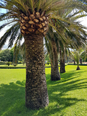 Gartenanlage des Hotels Iberostar Bellevue