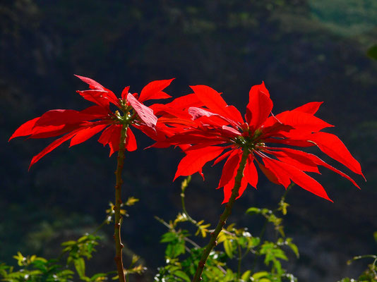 Puerto de la Cruz, Jardín Botánico, Weihnachtsstern