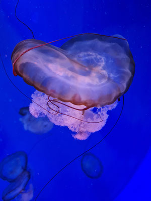 Acquario di Genova