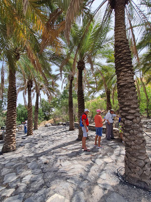 Kleine Oase mit Wasserstelle in Beit She'an