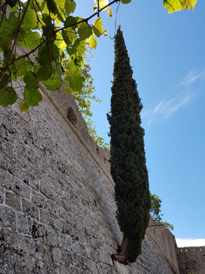 Eine Zypresse wächst aus der Mauer der Festung.