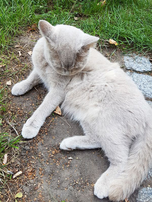 Die Hauskatze im Gasthof "Zum Alten Fritz"