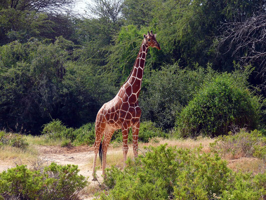 Netzgiraffe, die bekannteste der insgesamt neun Unterarten der Giraffe