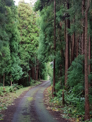 Fahrt durch den Wald der Sra. da Piedade steil bergab zur ER1