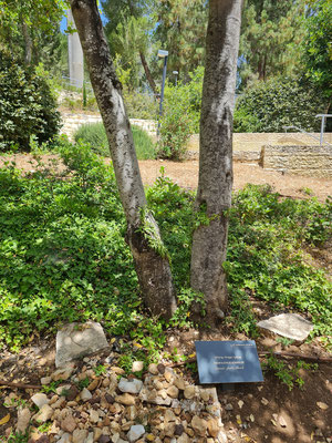 "Garten der Gerechten" in Yad Vashem mit den Bäumen für Oskar und Emilie Schindler