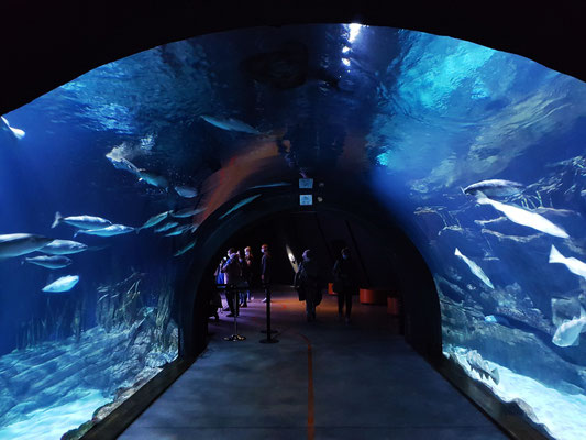 Im Aquarium „Helgoland“, einem als Tunnel ausgeführten Becken, schwimmen zwischen den charakteristischen roten Felsen Pollacks, Katzenhaie und Lippfische.