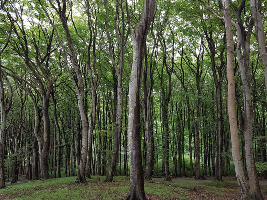 Buchenwald im Nationalpark Jasmund nahe der Viktoriasicht, UNESCO-Weltnaturerbe