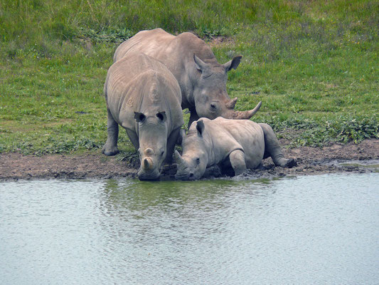 Amakhala-Wildtierreservat