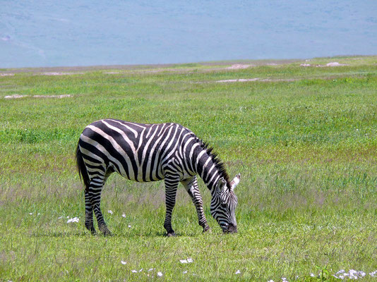 10:44 .... Das Zebra hat die Löwin noch nicht entdeckt, der Wind steht für die Witterung ungünstig....