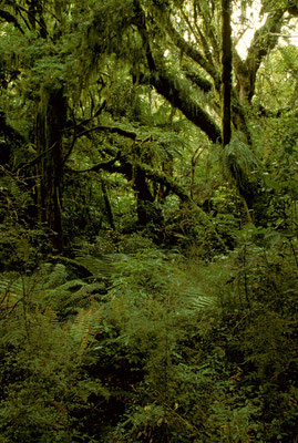 NZ Bei Purakaunui Falls