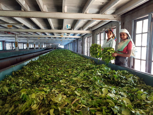 Blue Field Tea Factory, Mount Harrow, gegründet 1921