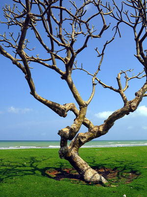 Am Strand von Maskat