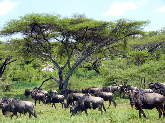 Gnus auf ihrer Wanderung in der Serengeti