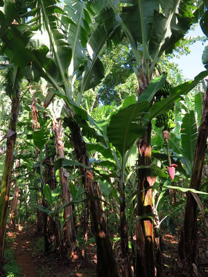 Wanderung durch die Bananenfelder