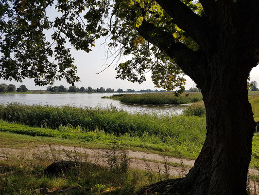 Oderaue bei Groß Neuendorf