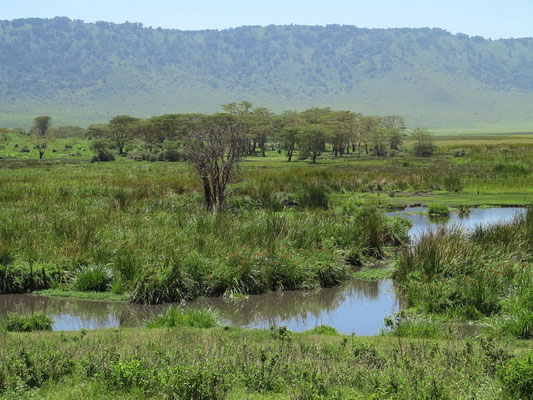 Feuchtgebiet im Ngorongoro-Krater