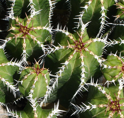 Im Jardín de Cactus