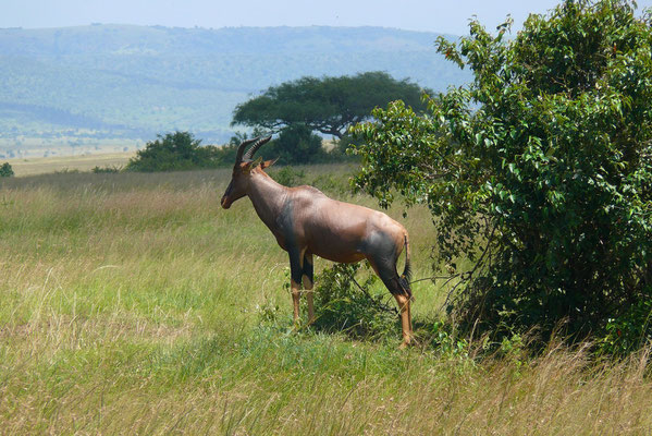 Topi Antilope oder Leierantilope