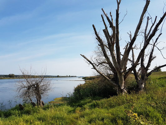 Am Ufer der Oder bei Zollbrücke