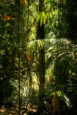 AUS Tropischer Regenwald bei Kuranda