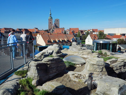 Pinguinanlage auf dem Dach des Ozeaneums