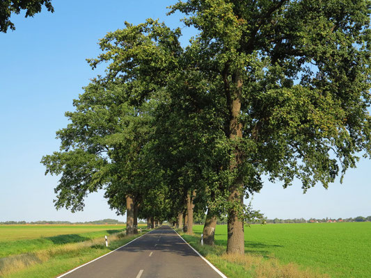 Typische Baumallee im Oderbruch