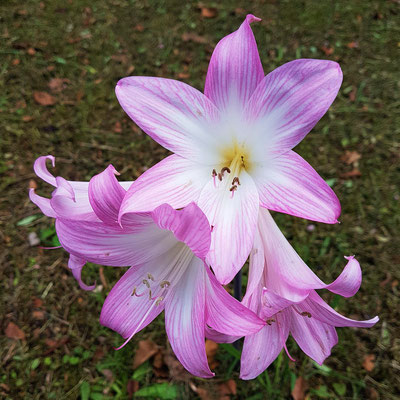 Amaryllis belladonna am Straßenrand und auf Picknickplätzen