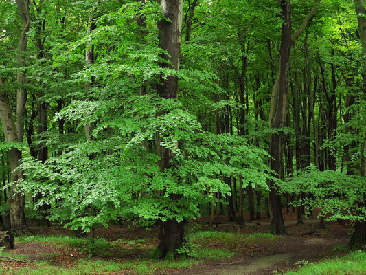 Buchenwald im Nationalpark Jasmund nahe der Viktoriasicht, UNESCO-Weltnaturerbe
