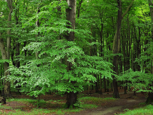 Buchenwald im Nationalpark Jasmund nahe der Viktoriasicht, UNESCO-Weltnaturerbe